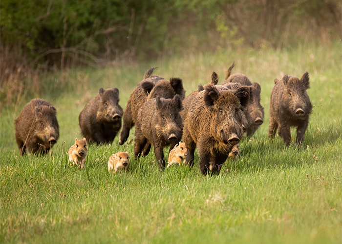 a family of feral hogs running through the forest