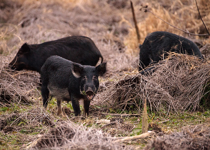 feral pigs eating in a field