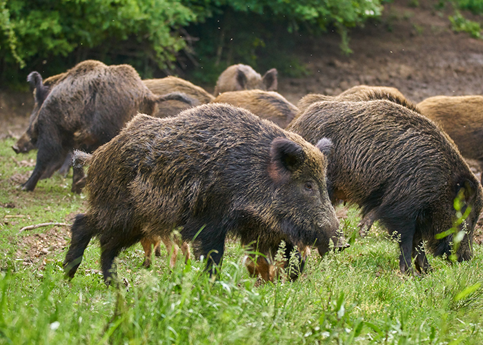 a group of adult feral hogs eating grass