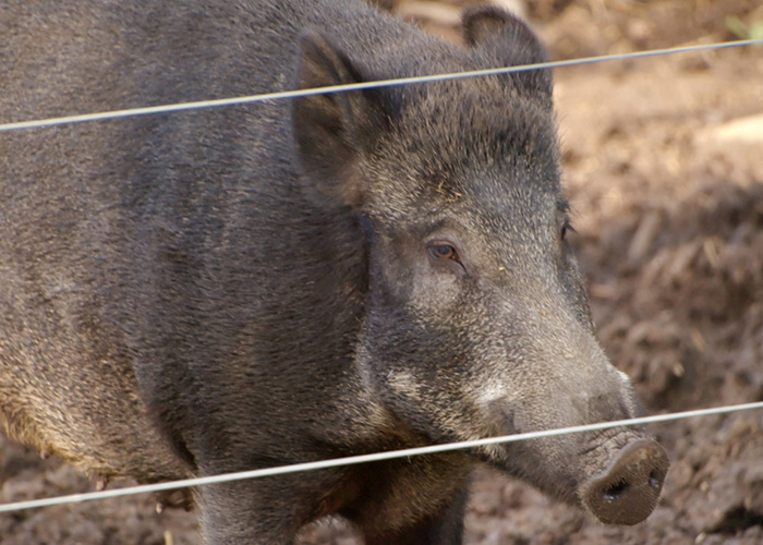 feral hog behind a wire fence