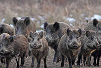 a pack of feral wild hogs