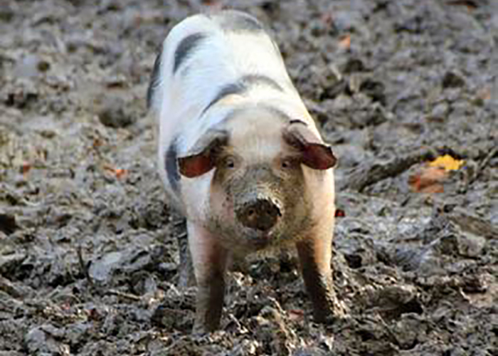 feral pigs destroying the ground