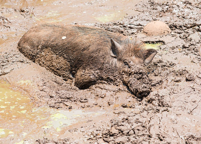 deceased hog laying in the mud