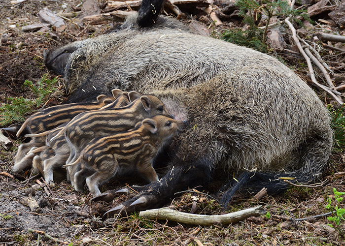 wild hogs with piglets eating around a feeder